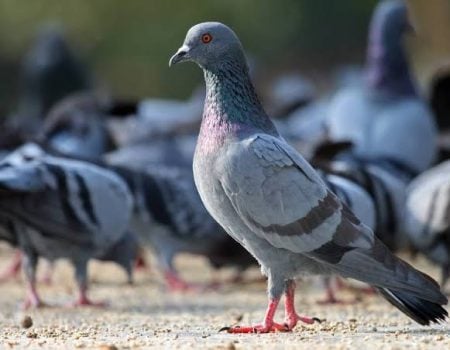 Commercial Bird Control